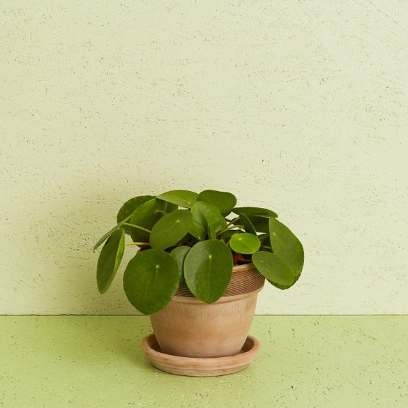 Pilea inkl. potte